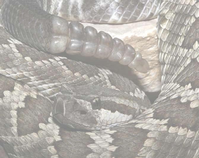 Nederlandse naam: Coronado Island ratelslang Engelse naam: Coronado Island rattlesnake Wetenschappelijke naam: Crotalus oreganus caliginis Verspreidingsgebied: Isla Coronado del Sur, Baja California,