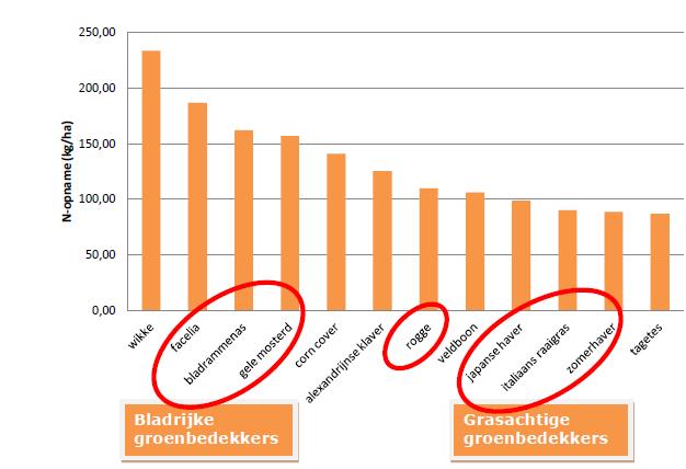 Groenbemesters: