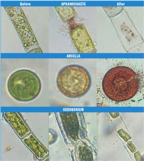 Hoe werkt ultrasone algen bestrijding? Breken van de gasblaasjes Before Dankzij de gasblaasjes in blauwalgen zijn deze in staat om verticaal door het water te reizen.