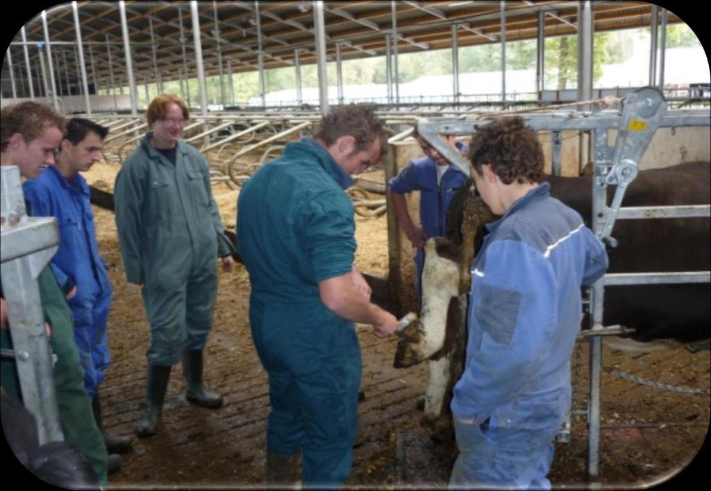 Niveau 2 Medewerker veehouderij 2 jarige opleiding Van breed naar smal Eerste jaar verschillende