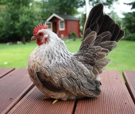 Rechts onder: Zilverpatrijs hen. U denkt nu misschien, zoveel bijzonderheden bij zo n klein kipje, maar er is nog meer.