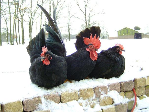 Het wezen van de Chabo is rustig van aard. De hennetjes broeden goed en verzorgen hun kroost uitstekend.