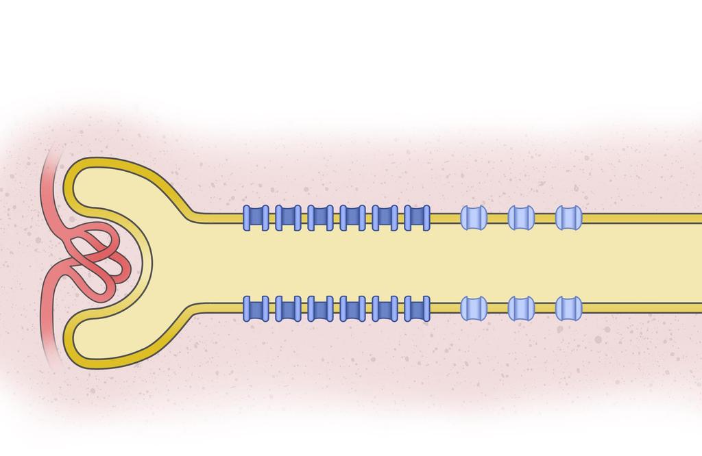 Glucose Reabsorption in a Nondiabetic Person (Plasma Glucose <10 mmol/l ) Glomerulus Proximal Convoluted Tubule Early Distal Urine Glucose reabsorption into tissue Glucose