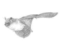 1.6.14 Ruige dwergvleermuis (Pipistrellus nathusii) De Ruige dwergvleermuis is iets groter en ruiger van vacht dan de voorgaande soort.