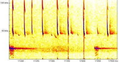 De tweede puls is een lange QCF puls met piek rond 18 khz welke zorgt voor informatie op verdere afstand. Voor mensen met een scherp gehoor is deze puls waarneembaar.