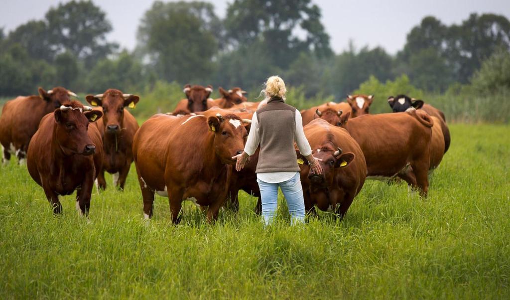 Met de opbrengst van het natuurvlees van de ossen, wil Erfgoed Bossem de volledige kudde in stand houden.