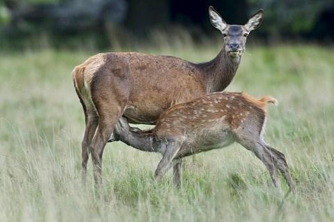 Het edelhert komt ook voor in moeras en veengebieden. Het edelhert voedt zich met grassen, heide, boomschors, knollen, wortels, zaden, bladeren en landbouwgewassen.