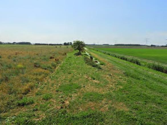 Het maaien bestaat uit een meer intensieve vorm van mozaïekbeheer, het laten overstaan van hoekjes en stroken, bloemrijke akkerranden tot circa 0,4 ha en de laatste snedes laten staan tot half juli.