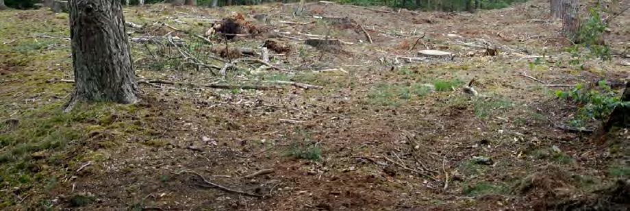 De Heggemus komt vooral voor langs bosranden en in de opengekapte bosdelen; in het gesloten bos ontbreekt de soort.