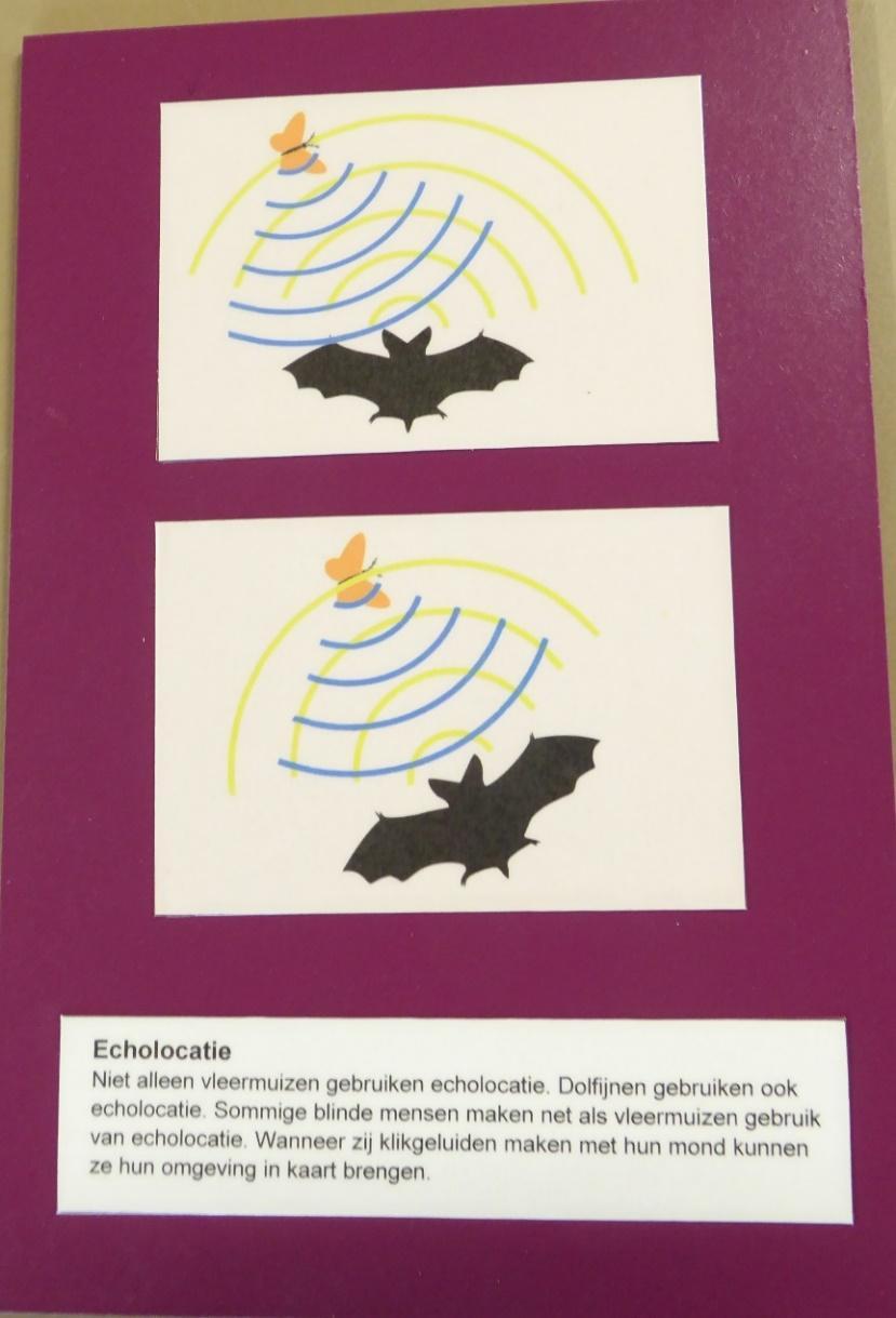 Op de post vindt u ook deze plaat om nog iets meer over echolocatie uit te leggen. De vleermuis maakt een hoog geluid (gele golven). Dit geluid kaatst terug van de mot (blauwe golven).