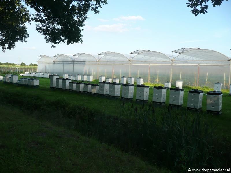 Veel bijenkasten aan de Vlasvenweg op 16 juli 2014. 2014 is een goed vlinderjaar.