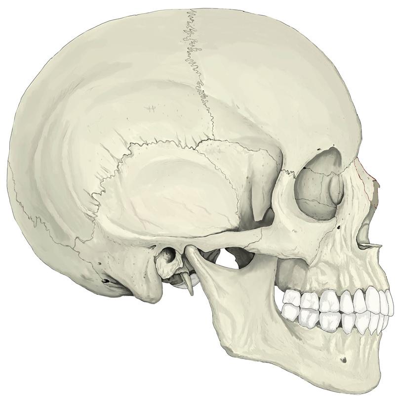 schedel vooraanzicht schedel bovenaanzicht schedel