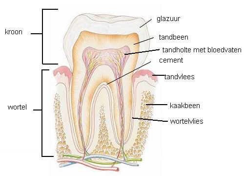 Archeologieatelier - onderzoek van menselijk botmateriaal opdracht 2 - het onderzoek van het gebit Bekijk het gebit. Door het eten slijten tanden bovenaan (tandkroon) na verloop van tijd af.