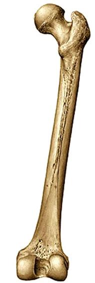 de lengte van het dijbeen of femur is de loodrechte afstand tussen de 2 uiterste punten van het bot, we noemen de lengte F(emur) berekening van de totale lengte voor een vrouw: 2,47 x F cm