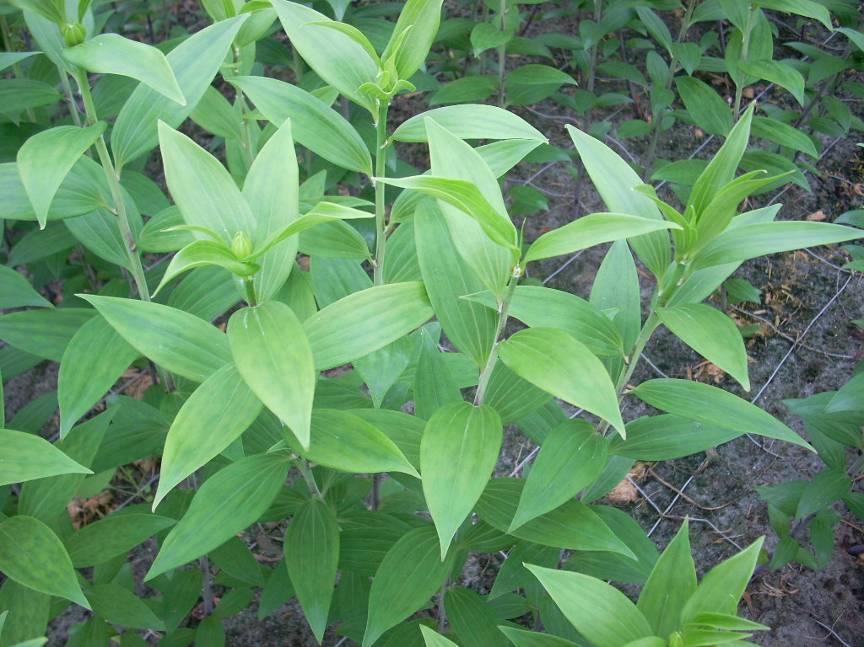 Bij beide cultivars kwamen in de kas bij de bollen die bij 0.5 C waren bewaard blinde planten voor, bij de bollen die bij -1.