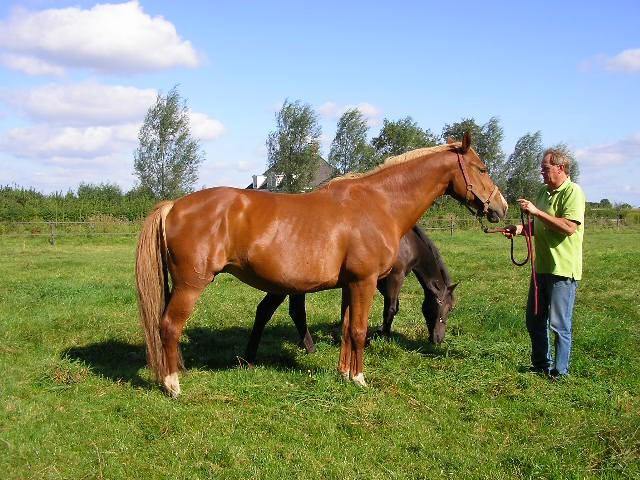 Holbatheo merrie van het jaar 2015 Orriena Elite Preferent (27