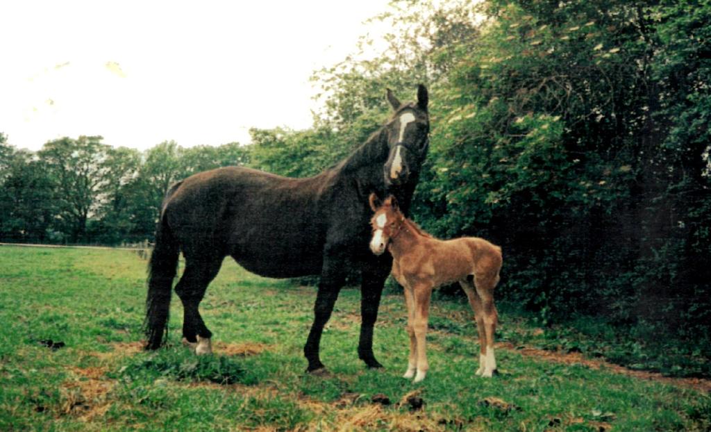 Een goede stam Varriena ster pref prest (Farn x Leonidas x Xebec) met Orriena (v.