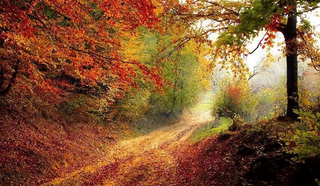 STILTEWANDELING HERFST Wandelen in Stilte Ssst.. Meld je aan. Doe mee. Ervaar. Datum: woensdagochtend 10 oktober 2018 Tijdstip: 9.00-10.