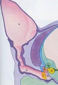 Anatomie van het oor Oorschelp Verticale