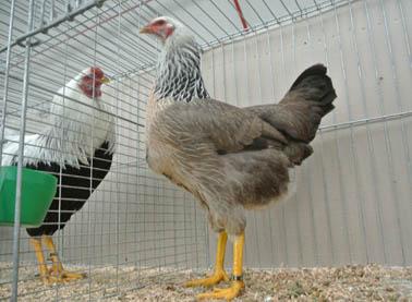 Onder: Orpington hen, blauw, 97 p.