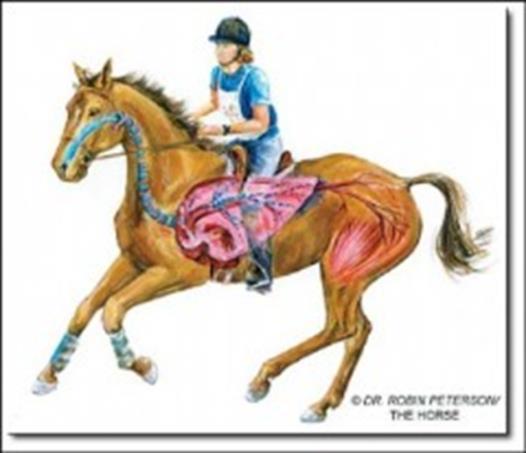 Fysiologie paard enorme longcapaciteit/ diafragmakracht: