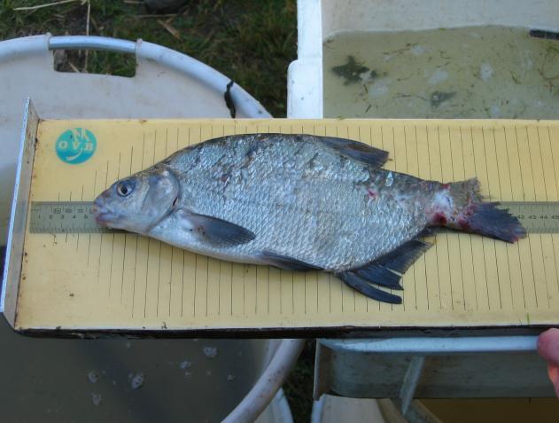 De visstand in de Zuidelijke Binnengracht en de Noordelijke Binnen- en Buitengracht vertoonde veel overeenkomsten. In de Aalskreek is tijdens het onderzoek relatief weinig vis gevangen.