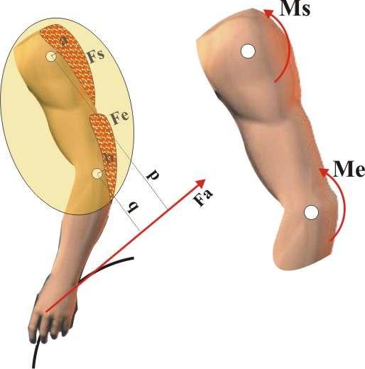 In plaats van steeds de spiermomenten weer te geven als een spierkracht met een momentsarm (figuur 4a) gebruiken we in dit artikel steeds een kromme pijl als symbool voor een spiermoment (figuur 4b).