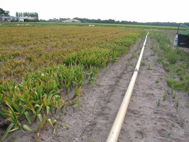 Het verschil in grond bleek duidelijk uit de wijze van bemesting en watergeven. In Lisse werd alleen beregend op twee opvolgende dagen om de bemesting in te regenen.