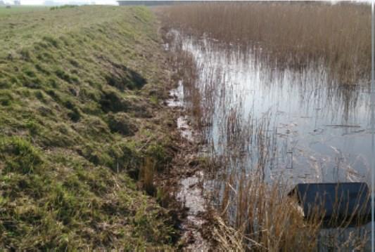 3.5 Schade door gravers De stabiliteit van de keringen en oevers langs de watergangen wordt aangetast door ondergraving door dieren die in het gebied leven.