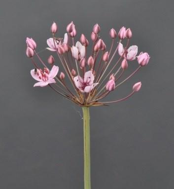 Voorbeeld van watergang met aangepast onderhoud Om de onderhoudsmedewerkers actief te laten bijdragen aan de bescherming van onze inlandse flora en fauna hebben we een veldgids gemaakt waarin