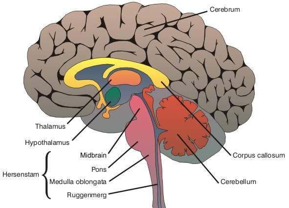 Hersenen Grove indeling hersenen kennen Cerebellum (kleine