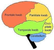 Anatomische indeling hersenen Frontale kwab Pariëtale kwab Temporale kwab