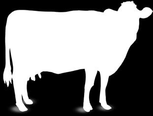 Uiergezondheid Wat te doen bij een te hoog celgetal? Weinig Vlaamse melkveehouders zijn ervan te overtuigen om koeien met een verhoogd celgetal te bemonsteren en te behandelen tijdens de lactatie.