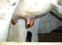 Sommige van deze koeien zijn geïnfecteerd met minder schadelijke kiemen ( minor pathogenen ) zoals Corynebacterium bovis en de coagulase-negatieve stafylokokken ( Staphylococcus spp.