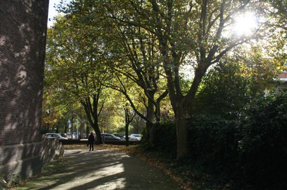 Aan de zuidwest- en noordwestzijde zijn grotere bomen aanwezig.