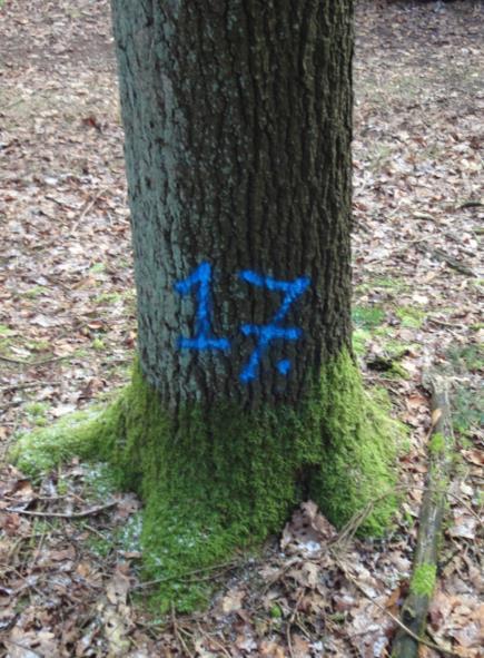 3 Resultaten Op het terrein van Golfclub Driene zijn de bomen, die in aanmerking komen voor boomveiligheidscontrole, onderverdeeld in Laan 1 tot Laan 6 en Solitaire bomen (zie bijlage 1