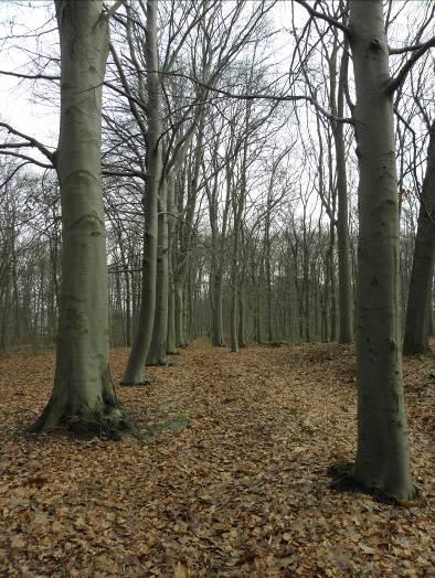 15) is alleen maar toegankelijk voor voetgangers doordat deze bomen tussen de rijen een stuk dichter op elkaar staan. De laan is voor circa 70 procent nog intact.