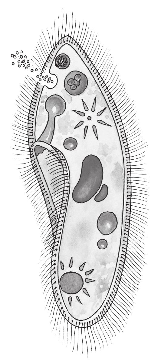 1 = een amoebe neemt een bacterie waar BASISSTOF thema 4 Ordening 2 = de amoebe vormt schijnvoetjes om een bacterie (voedseldeeltje) 3 = de schijnvoetjes omsluiten de bacterie; er ontstaat een