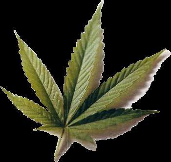 Cannabis: THC vs CBD