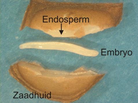 Met een pincet kan dan het embryo uit het zaad worden gehaald zonder dat dit in contact komt met de zaadhuid en eventueel gecontamineerd kan worden met virus dat zich in of op de zaadhuid bevindt