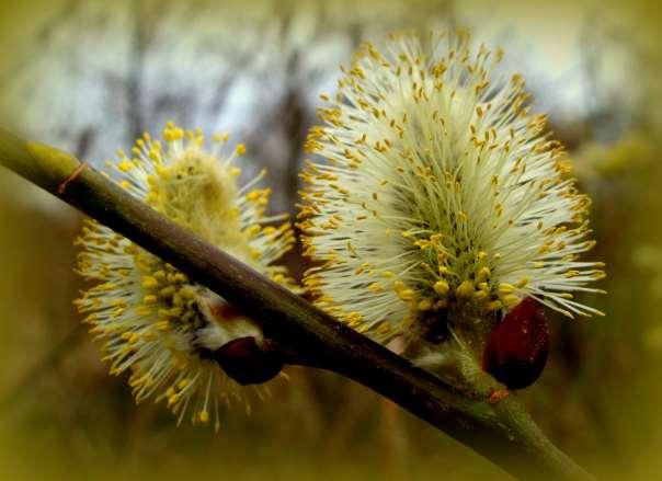 Bloeiende boswilg Als de wilgen bloeien is de lente op volle stoom. Met zestien soorten vormen de wilgen de grootste familie in het park.
