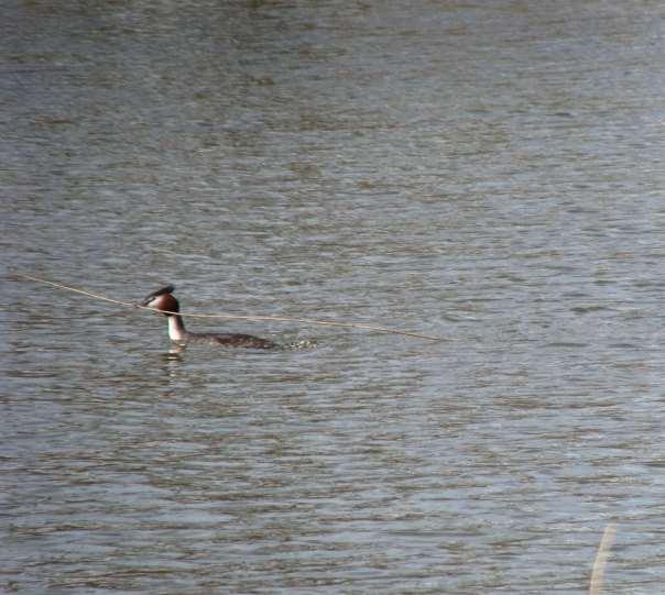 Wanneer begint de lente voor de vogels? De zanglijster zingt al in februari s-ochtends als het nog amper licht is.