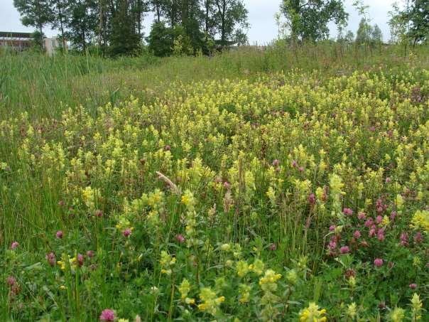 Zomer. De lente gaat geleidelijk over in de zomer. De bomen staan volop in frisgroen blad en op de ecologische oevers staat het jonge riet al meer dan kniehoog.