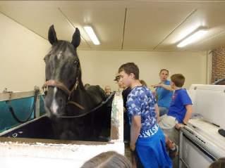 osteotherapie en accupunctuur voor paarden.