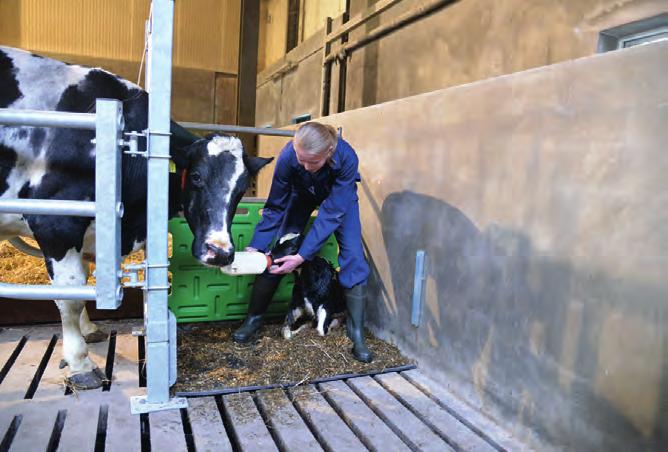 Voor veehouder, koe en kalf! Werkzaamheden rondom het afkalven kunnen veilig, hygiënisch en met een minimum aan stress voor koe en kalf worden uitgevoerd.