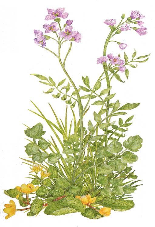 Kruisbloemenfamilie - Brassicaceae bladeren verspreid bloeiwijze = een tros ± 3000 soorten waaronder Kool,