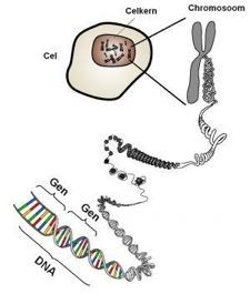 Evolutionaire algoritmen DNA!