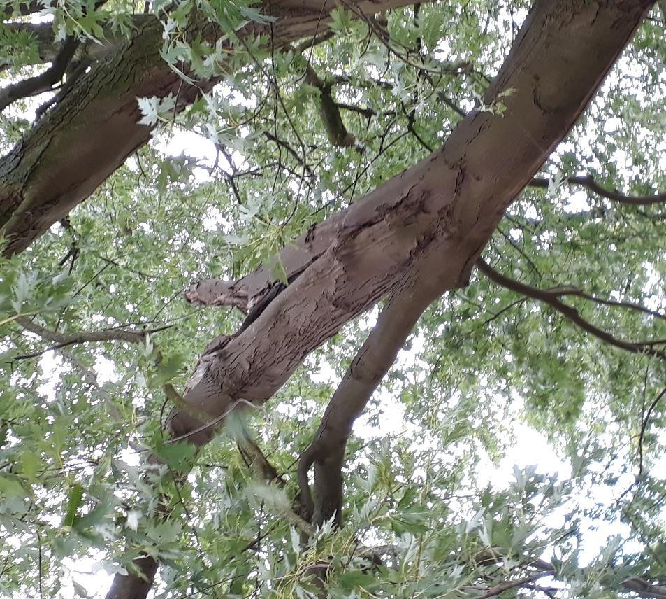 Foto 4: Scheur in een van de bomen voor het hoofdgebouw