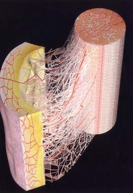 Interface New Anatomy Multimicrovacuolar Collagen