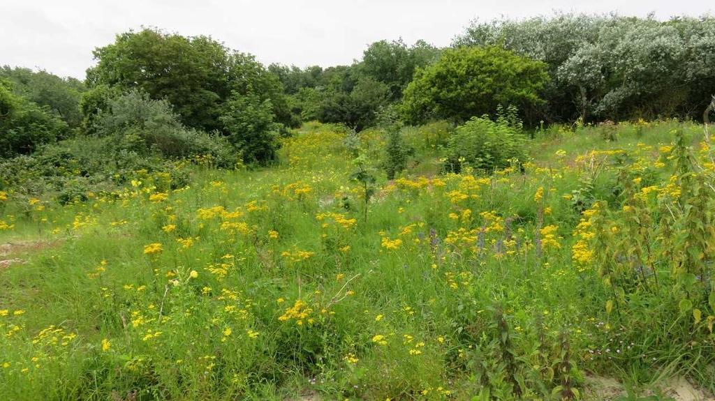 Conclusie Verspreid in het terrein zijn een groot aantal beheer- en inrichtingsmaatregelen uitgevoerd, vooral gericht op herstel van de dynamiek en revitalisatie van habitattypen.